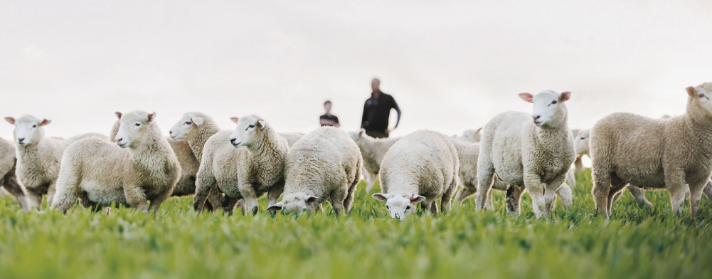 Flock of sheep in a field with people in the background